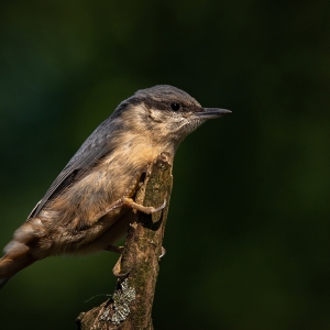 Redwell   20 06 2020   D800   Les 81.jpg